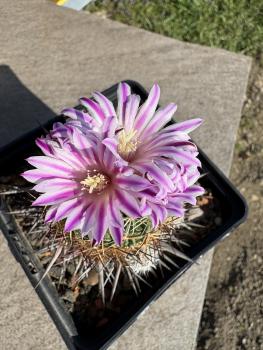 Stenocactus crispatus